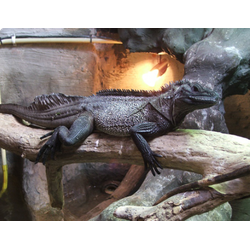 Парусная агама Вебера (Hydrosaurus weberi)