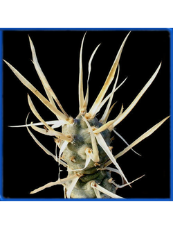 Tephrocactus articulatus v.papyracanthus
