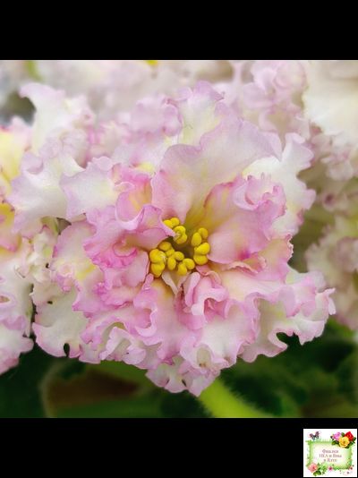 ЛЕ-Злато Скифов (Е. Лебецкая) 2015 г.