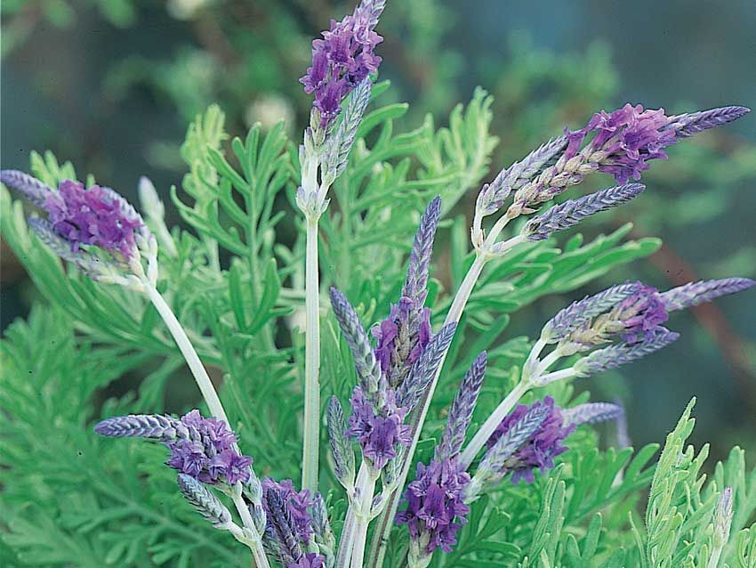 Lavandula Sidonie