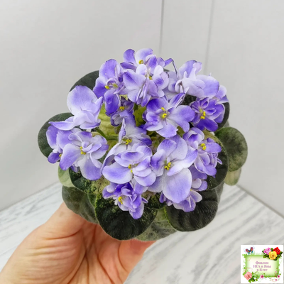 Rob's Wascally Wabbit (R. Robinson) (10983) 05/16/2018