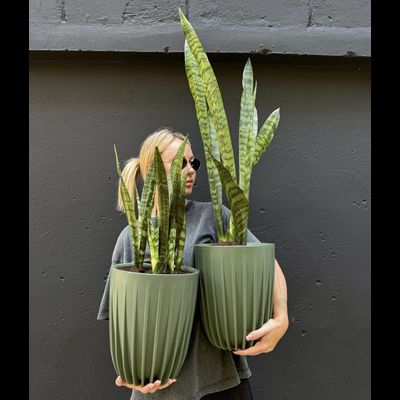 Сансевиерия зейланика в зеленом кашпо