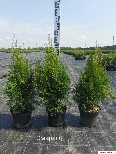 Туя Брабант в горшке - контейнере - Красовский-Сад.рф