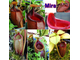 Nepenthes Hybrid Bicalcarata X Mira - Непентес гибридный Бикалкарата Х Мира