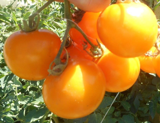 Томат Нижегородский кудяблик - Томатный мир