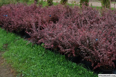 Барбарис Харлеквин - Harlequin