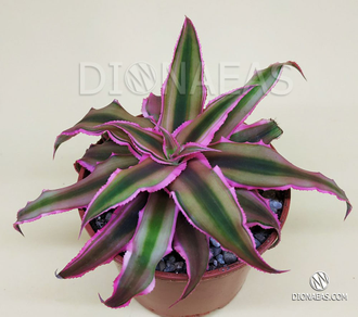 Cryptanthus - Криптантус, земляная звезда