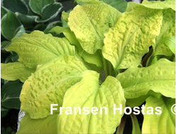 Хоста Lipstick Blonde