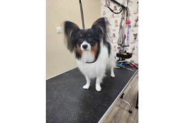 Папийон-бабочка БАРНИ