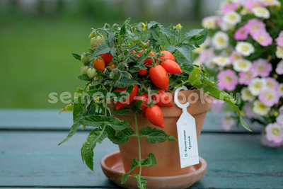 Микро Томат Funnyplums Red (Фанниплюмс Красный), 10 шт