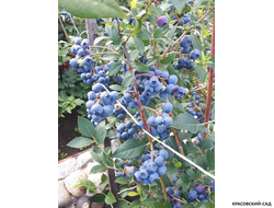 Голубика Каз Плишка - Kaz Pliszka