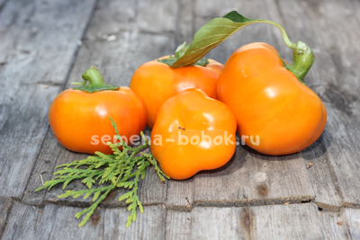 Перец сладкий Фон барон оранжевый, 10 шт.
