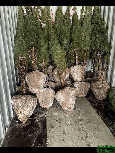 Сетка для кома d450х1,27мм (упаковка 50 шт.) Ромашка