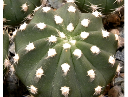 Echinopsis hybrid ‘Sajama’ x (subdenudata x Pseudolobivia ancistrophora (D=40mm)