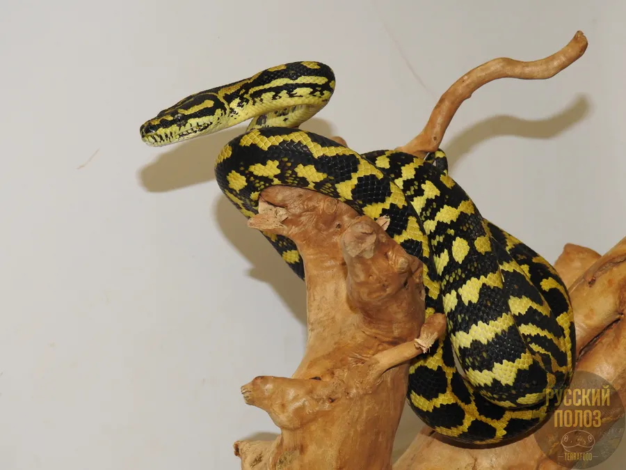 Ковровый питон Чейни, Morelia spilota cheynei