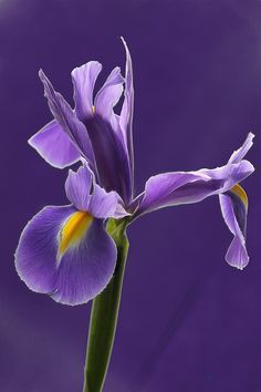 ORRIS BUTTER 15% irones  (IRIS PALLIDA ABSOLUTE) FRANCE 30% / Ирис паллида