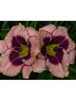 Лилейник Овесом блоссом