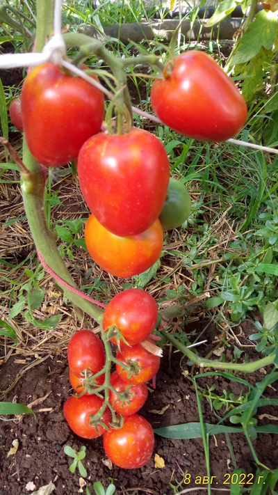 Томат Кечкемети