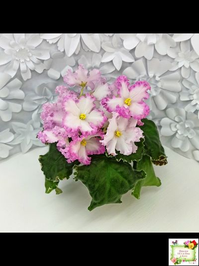 Nik-Обыкновенная Богиня (Н. Булко) 2023 г.