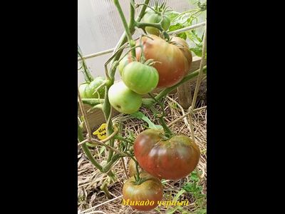 Томат Микадо черный