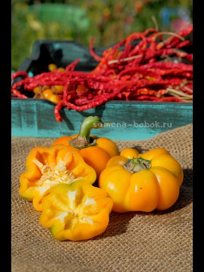 Сладкий перец Тыковка, 10 шт