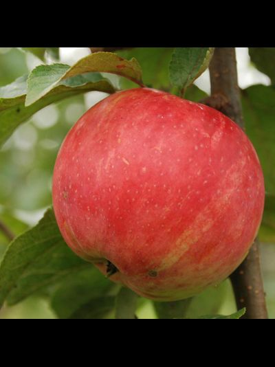 Услада (яблоня)