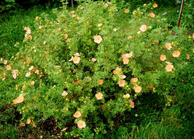 Лапчатка кустарниковая Tangerine