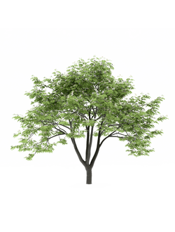 цветущие Альбиция ленкоранская 2