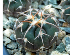 Gymnocalycium bruchii v. niveum VG 536