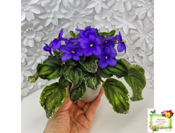 LV-БИГ (Л. Шевелева) 2024 г. трейлер (лист с детками посажен 15.08.25)