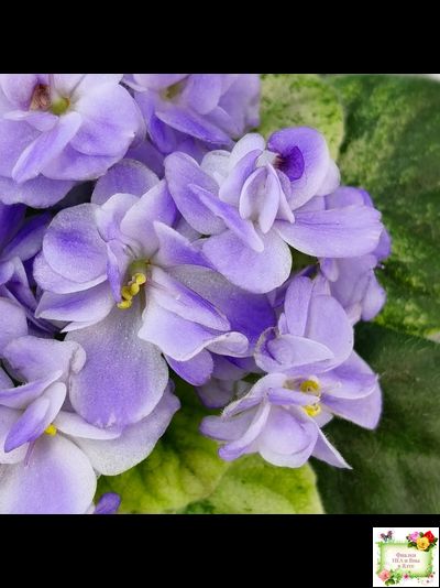 Rob's Wascally Wabbit (R. Robinson) (10983) 05/16/2018