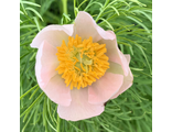 Paeonia tenuifolia Кавказский Рассвет
