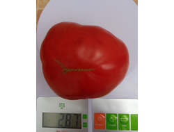 Томат Кристина Ватчева