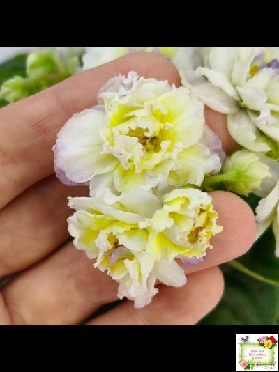 ЛЕ-Золото Нибелунгов Голд  (Е. Лебецкая) 2020 г. (лист укоренённый)