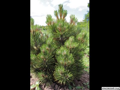 Сосна Малинки - Malinki