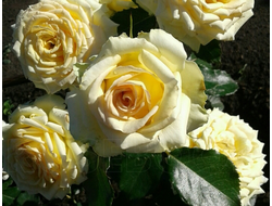 Мистери Герл (Mystery Girl)