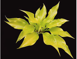 Хоста Citric Star