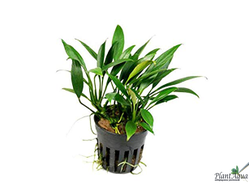 Анубиас Конгензис Мини (пластиковый горшок)