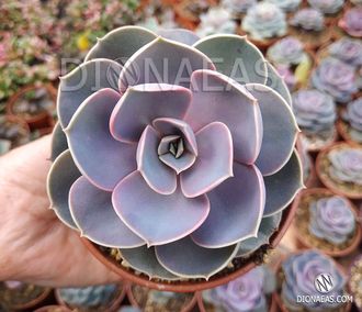 Echeveria gibbiflora metallica