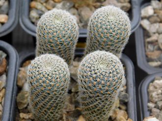 Aylostera heliosa v. cajasensis LH 1229 (H=40, D=20мм)
