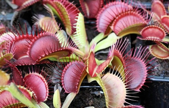 Dionaea muscipula "G-16"