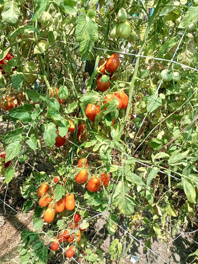 Томат Сливка Бендрика красная