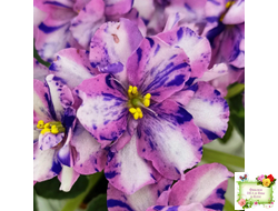 МК-Ветер Перемен Люкс химера (пасынок укоренённый из цветоноса)