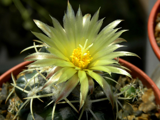 Coryphantha greenwoodii (D=40мм)