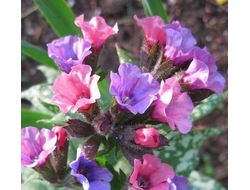 Медуница Миссис Мун (Mrs Moon)