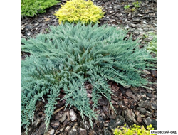 Можжевельник Винтер Блю - Winter Blue