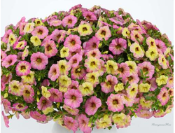 Калибрахоа Ombre Pink 0,5л