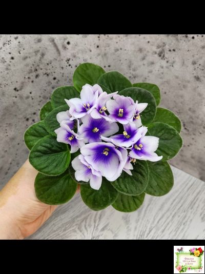 ЛЕ-Мятная Прохлада (Е. Лебецкая) 2019 г.