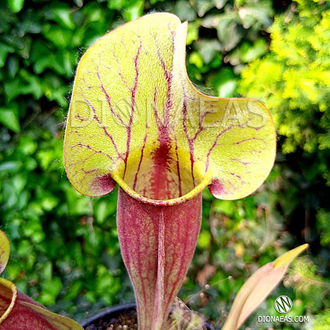 Sarracenia x alata x catesbaei