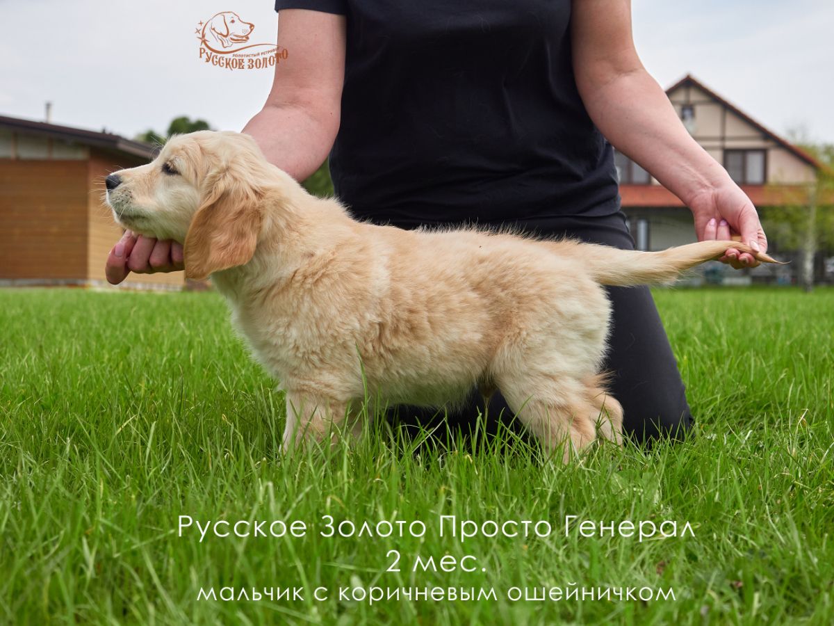 РЗ Просто Генерал, мальчик коричневый ошейничек, 2 мес